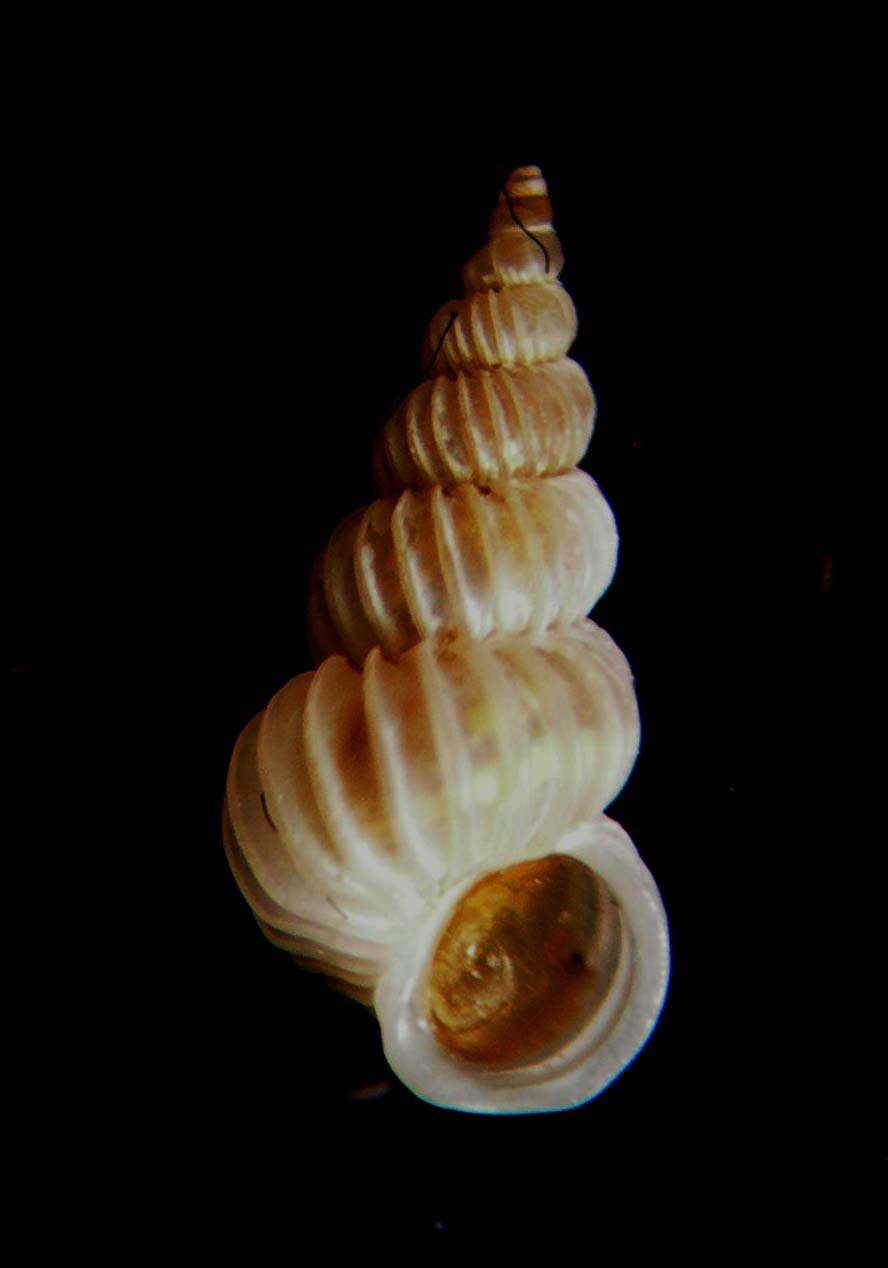 epitonium clathratulum?